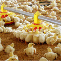 Poultry Feeding Machinery for Broiler Farm